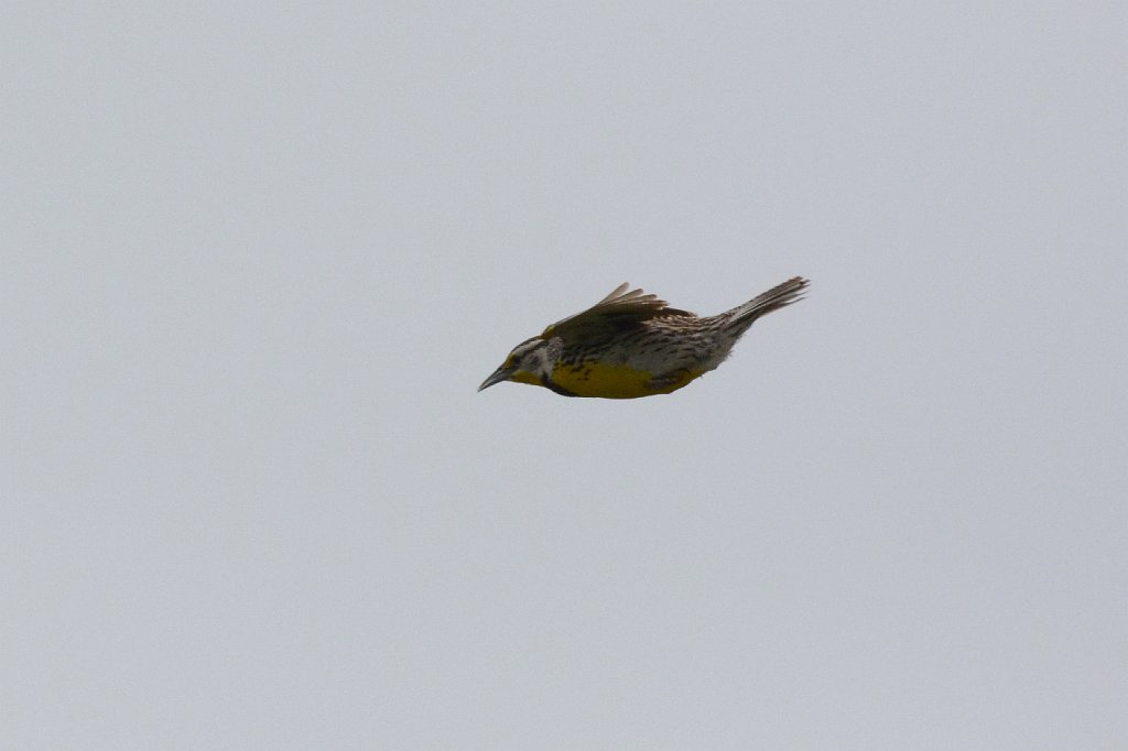 Meadowlark, Western, 2015-05268131 Nebraska.JPG - Western Meadowlark. Nebraska between Crescent Lake NWR and Pawnee Grasslands, CO, 5-26-2015